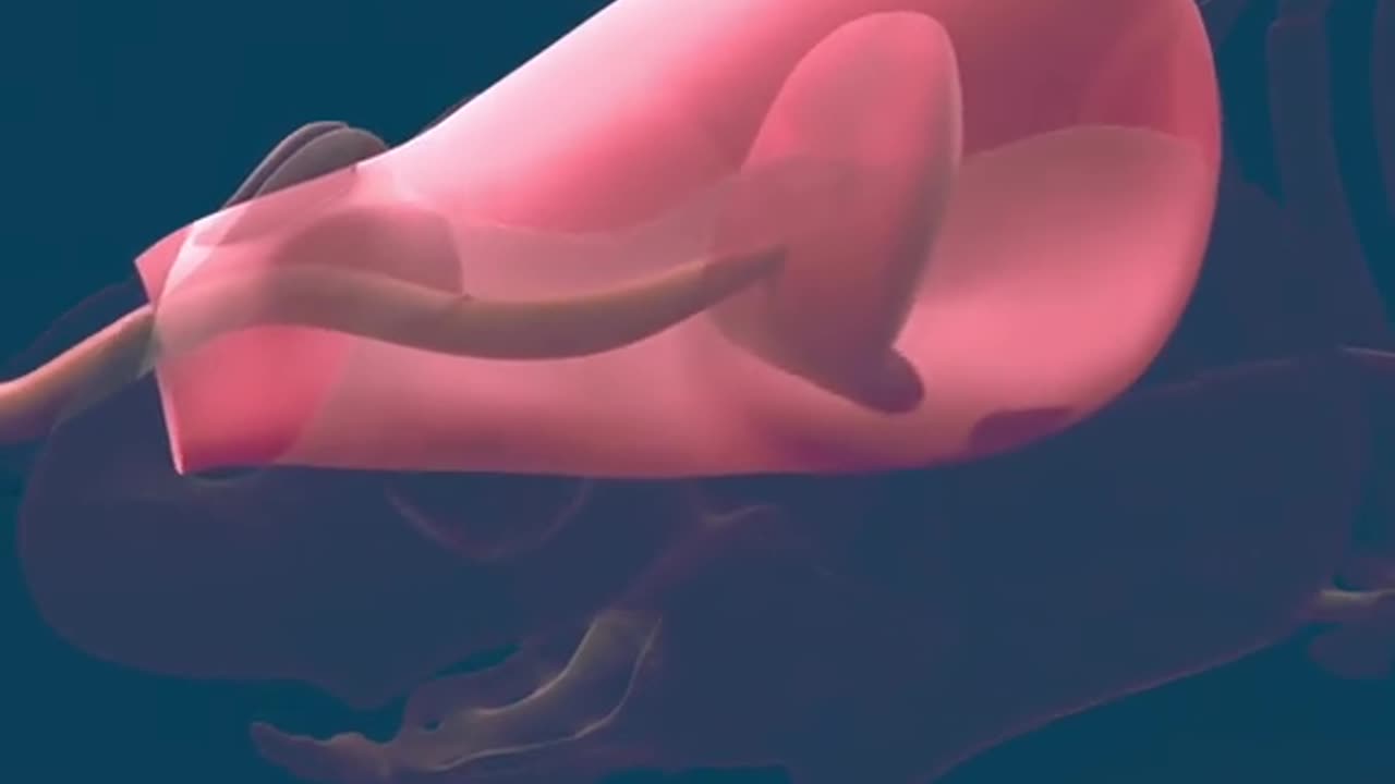 How Baby Is Born Normal Vaginal Delivery (3D Animation)