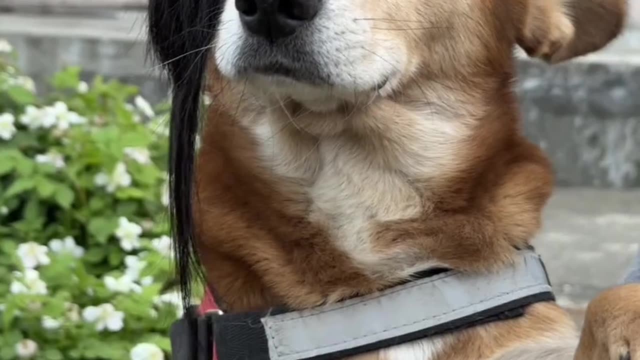 Non mainstream puppies