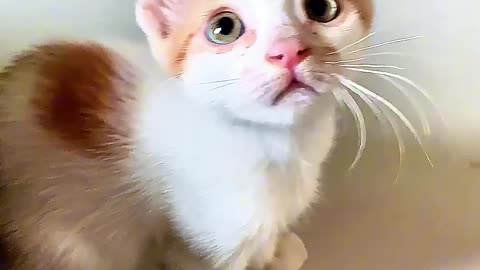 So funny cat