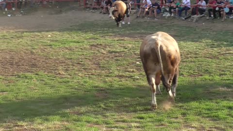 Brizan od Sefera vs Medonja od Varupe Vidikovac 2025