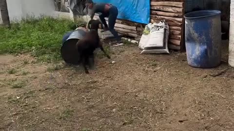 🤣🛢️ Hanging Out In A Barrel Gone Wrong! Watch This Hilarious Fail | FunFM
