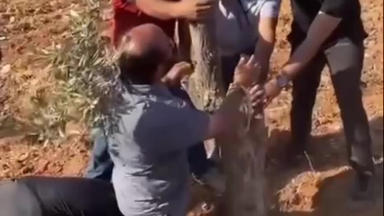 Planting the trees in Palestine 💯 💯 make green again
