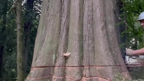 Cutting Down a Huge Cedar Tree