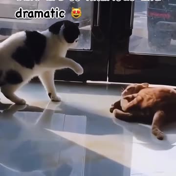 Funny cats