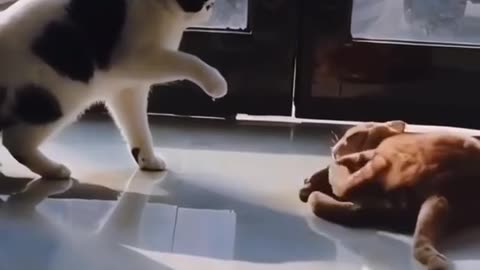 Funny cats