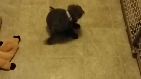 Sharpei puppy vs. paper towel roll