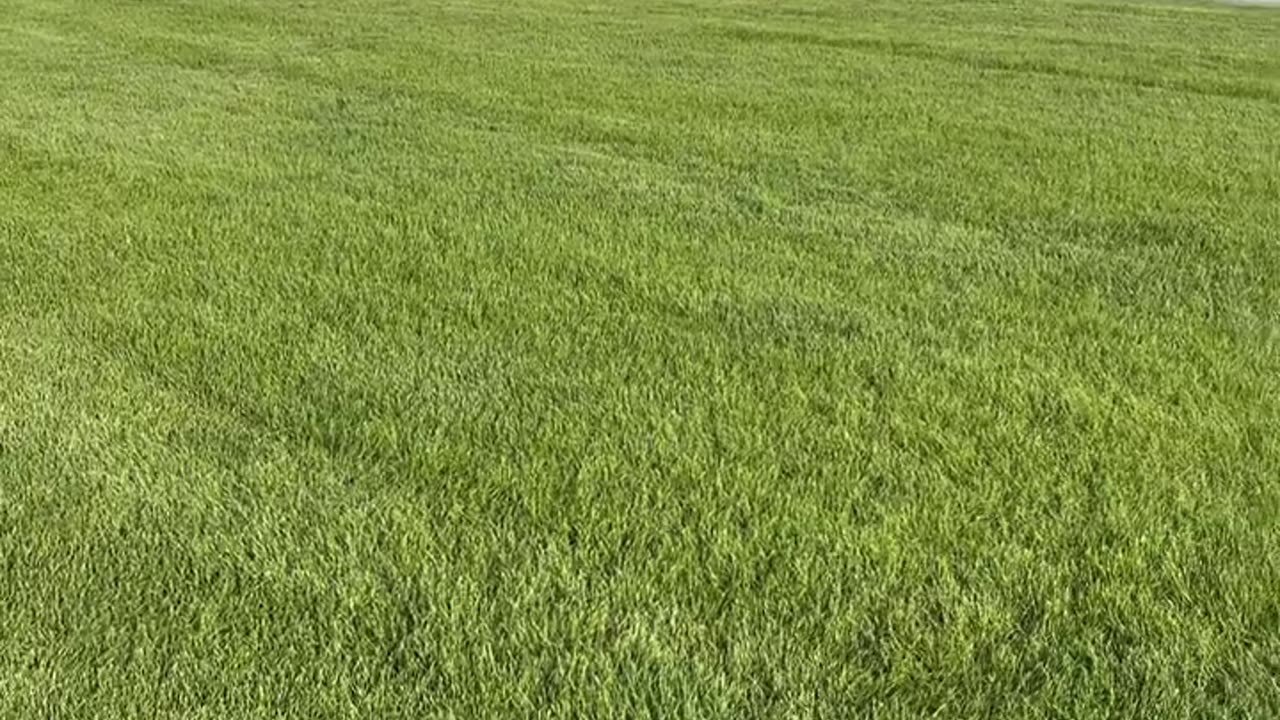 Scary Encounter When Dog Starts Barking Near Bear