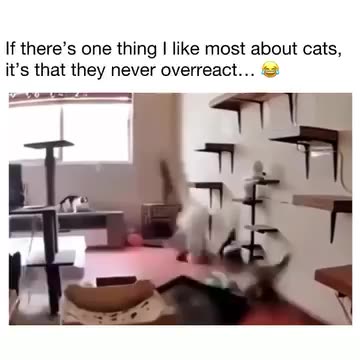 Gee... I'm glad Cats aren't Overreactive