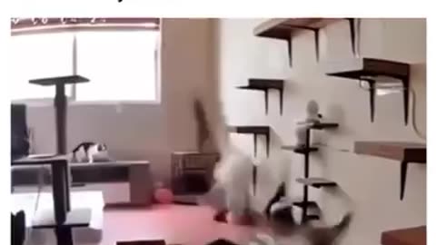 Gee... I'm glad Cats aren't Overreactive
