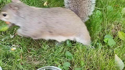 She's very hardworking squirrel 🐿️
