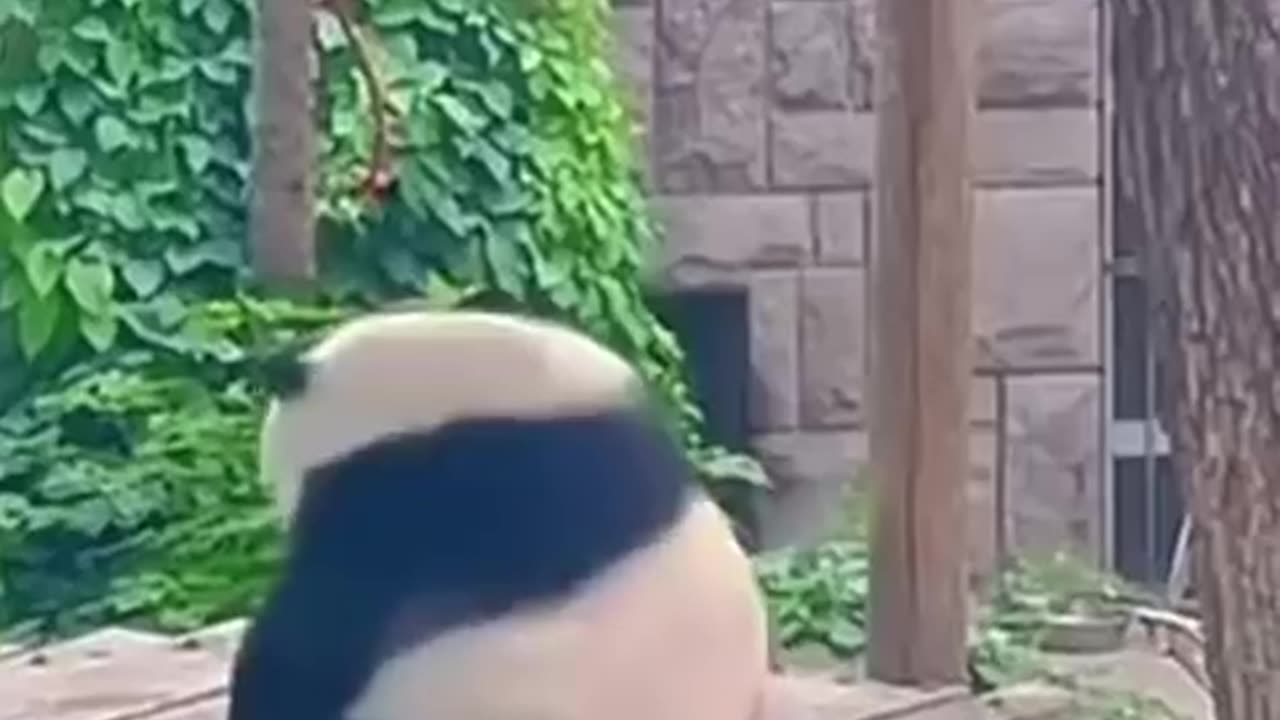 Funny animals | falling pandas 😂