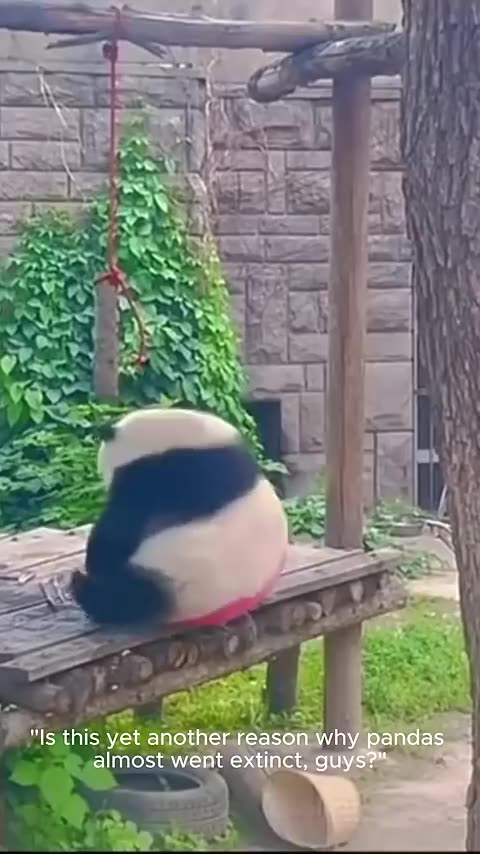 Funny animals | falling pandas 😂