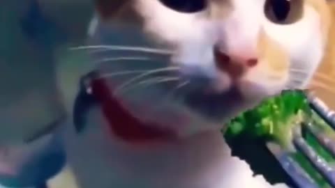 Cat😂😂