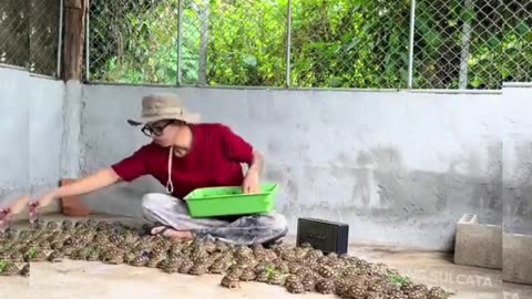 look how this person feeds, hundreds of turtles come #shorts #viral