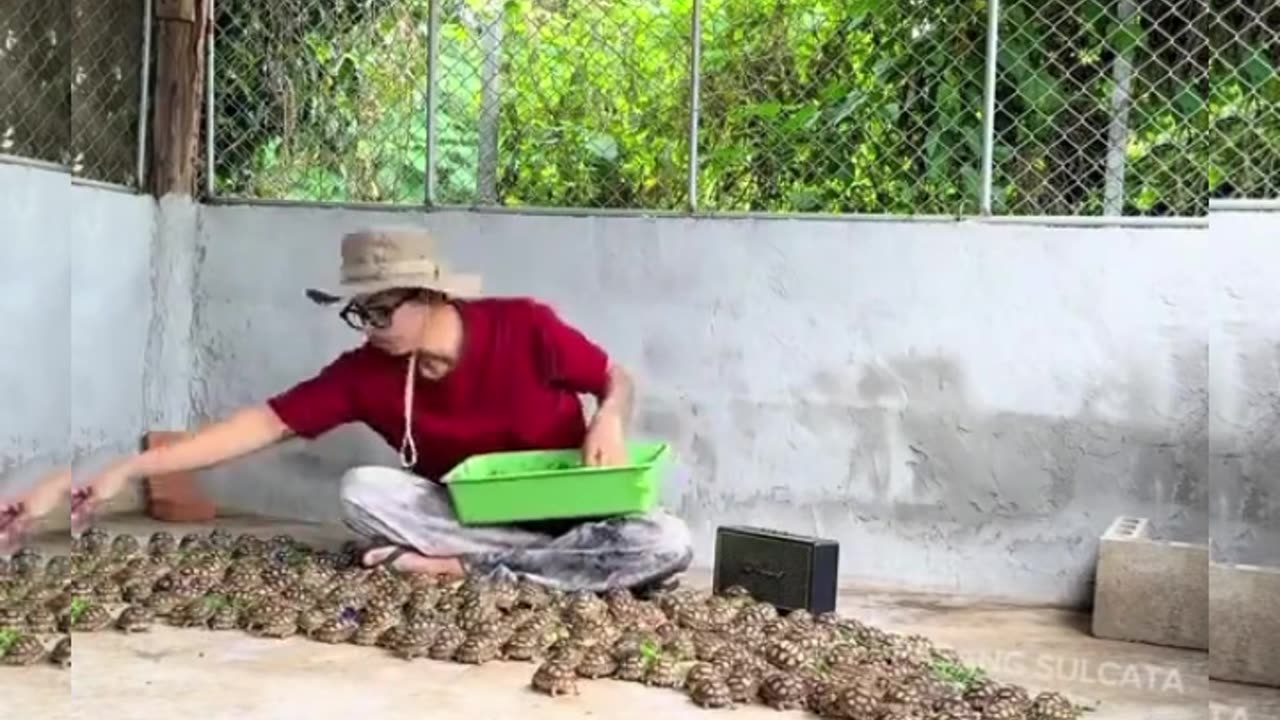 look how this person feeds, hundreds of turtles come #shorts #viral