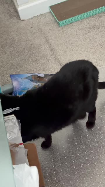 Cute Precious Piper Inspects Under the Desk - My Adopted Shelter Cat Vlog. #shorts