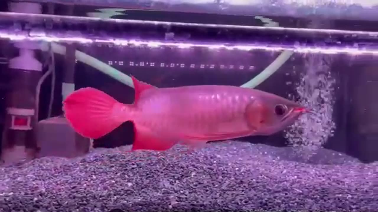 【龍爵士】賽級 印尼紅 (1)