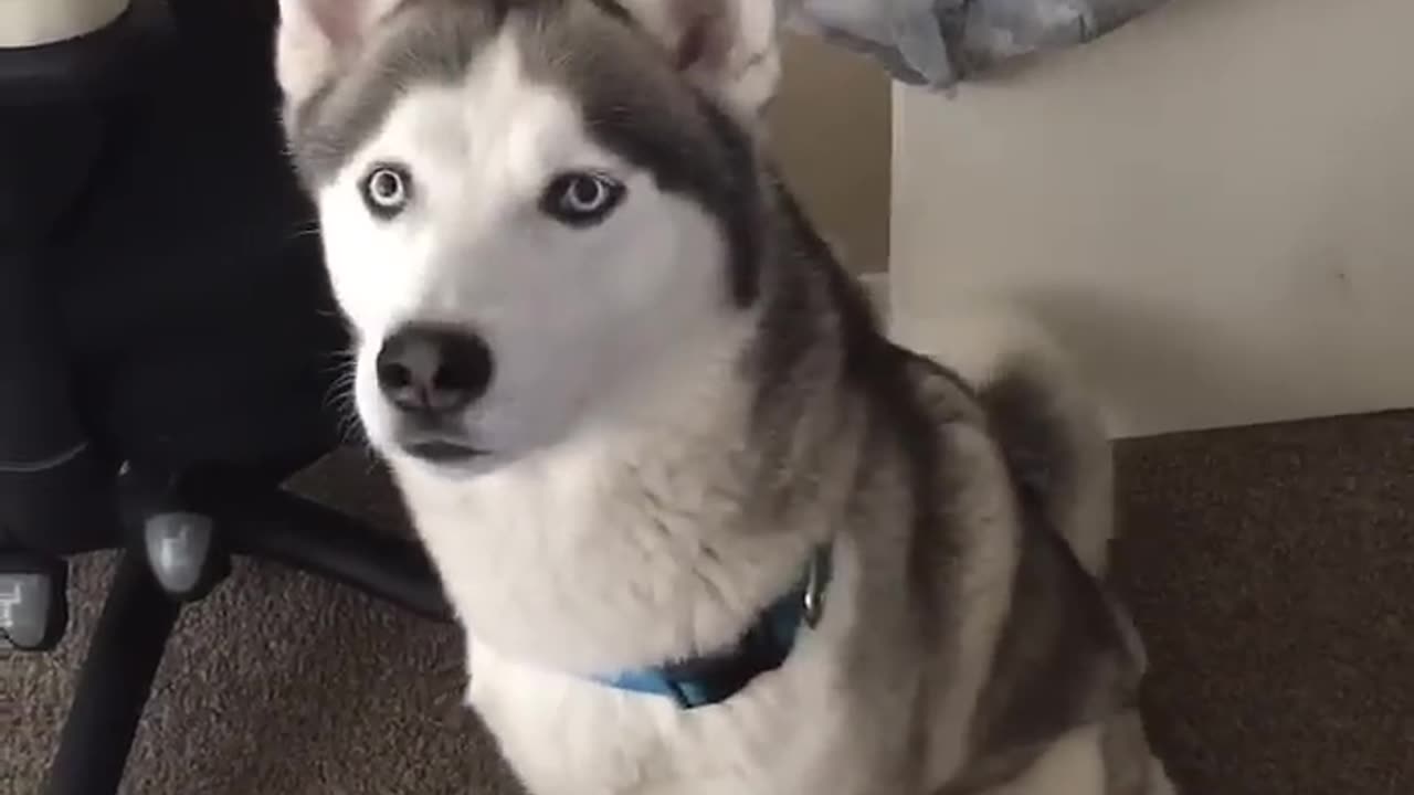Siberian Husky speaking