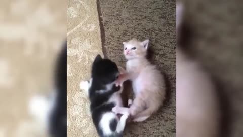 Funny animals