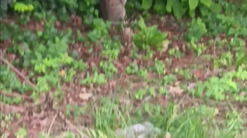 Cat relaxing