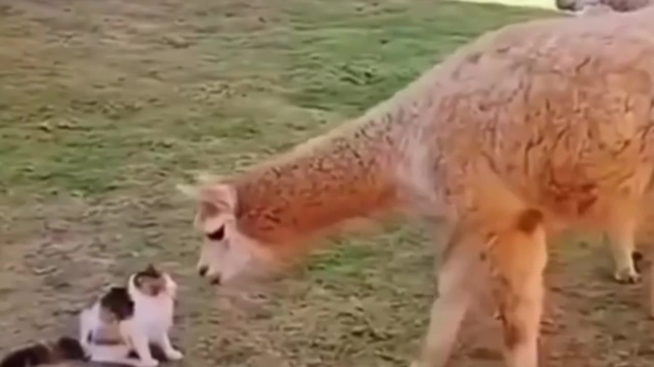 Nice Shot at the end