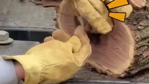 Cute baby owl