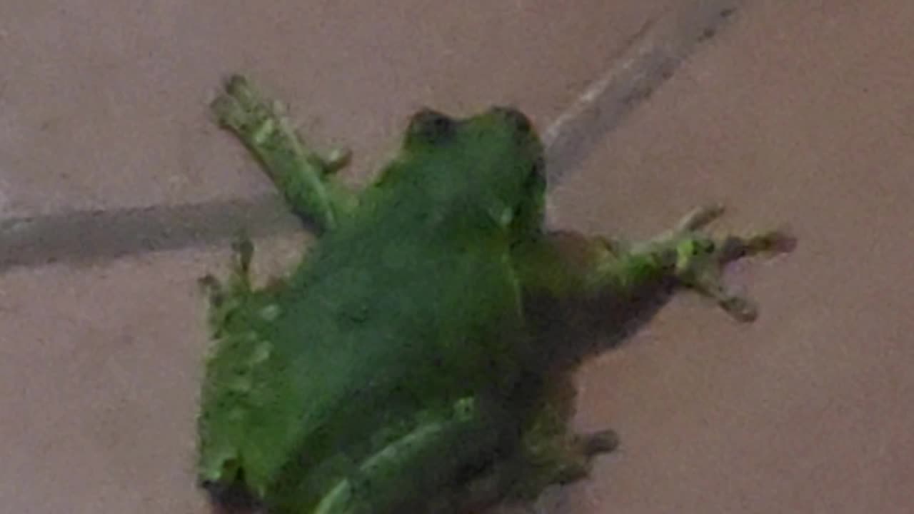 More frog in the kitch