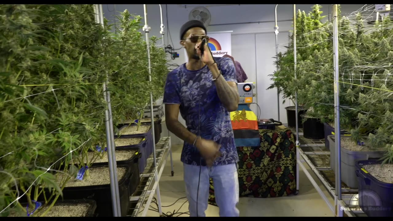 Serenaded Buds : Spotlight - Blakkamoore & The Bambu King