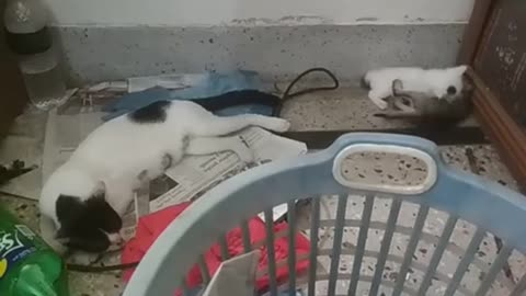 😻🐱 Mom Cat 🍼 Feeding Kittens 🐣 | 🧠 Feline Behavior & Care | 3M TV