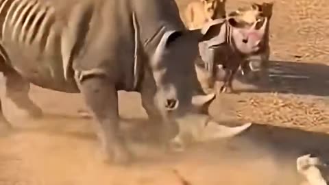 Rhino Lifts Lion, Unbelievable Moment