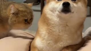 🐱🐶Cat and Dog Besties Biting into Fun! 🐾💕