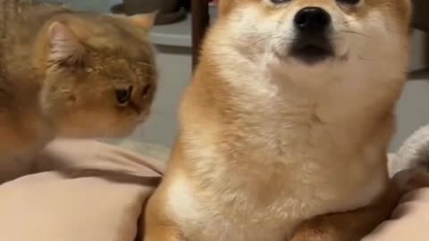 🐱🐶Cat and Dog Besties Biting into Fun! 🐾💕