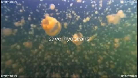 Quick Jellyfish Facts For Kids