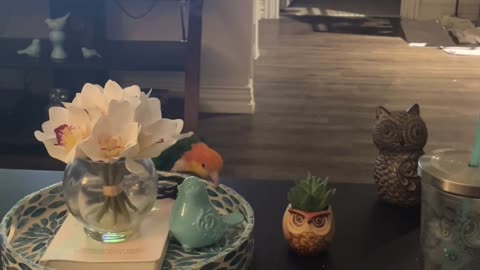 Naughty Bird Looks for Mischief