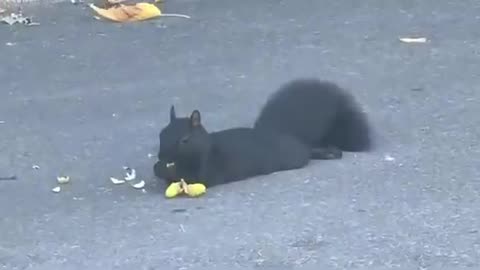 Bro just chilling in the middle of the streets😭