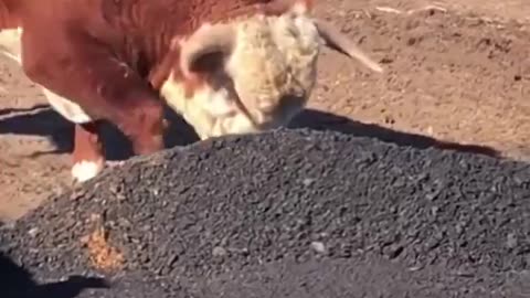 😂🐶 This Dog's Helper is TOO Good! | FunFM