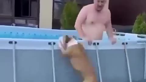 Let your dog enjoy the pool too