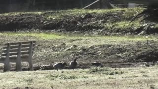 Ducks Roaming Jaya