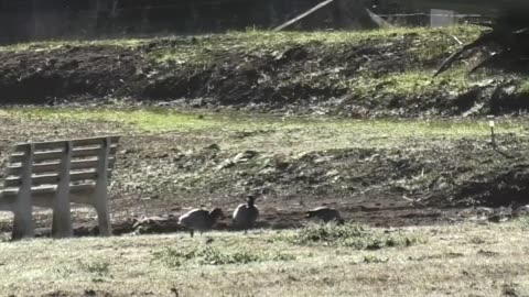 Ducks Roaming Jaya