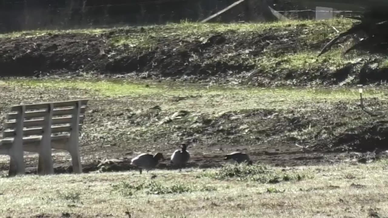 Ducks Roaming Jaya