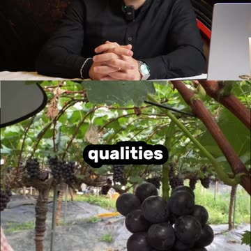 How Korea Grows These MASSIVE Luxury Grapes! 🇰🇷🍇💎