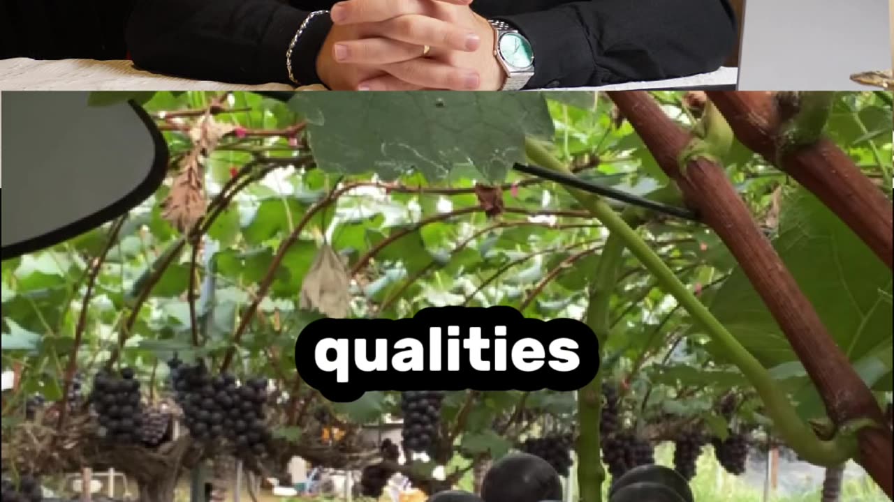 How Korea Grows These MASSIVE Luxury Grapes! 🇰🇷🍇💎