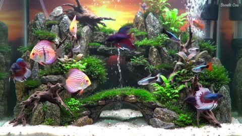 Aquascape Live: Nature’s Harmony in Glass