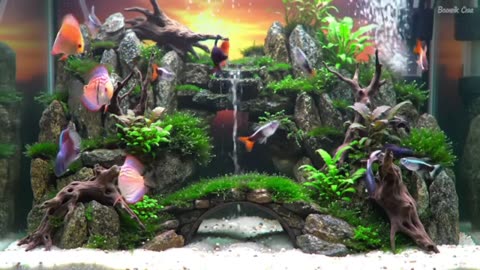 Aquascape Live: Nature’s Harmony in Glass