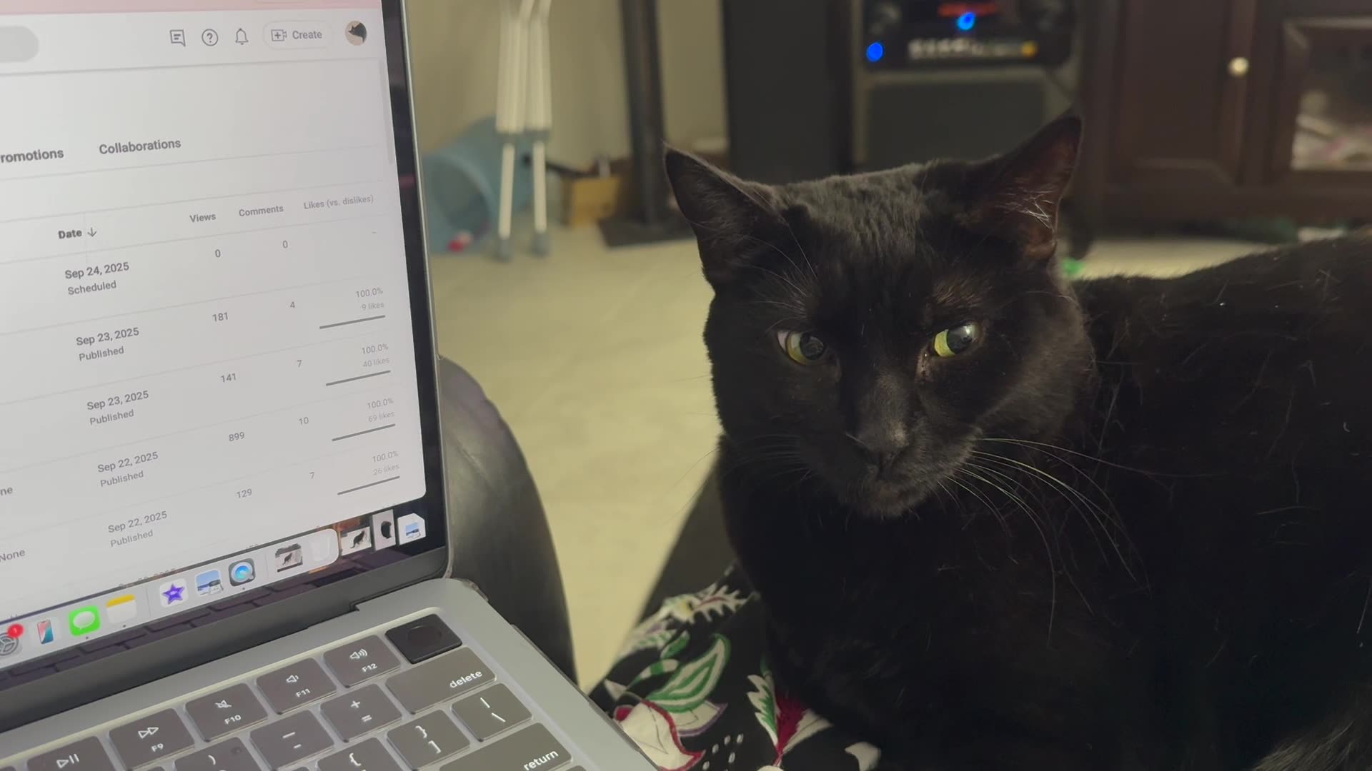 Cute Precious Piper Works Behind the Scenes - My Adopted Shelter Cat Vlog