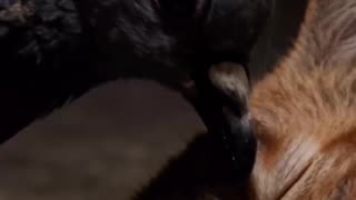 Boogeycat Cinematic Trailer