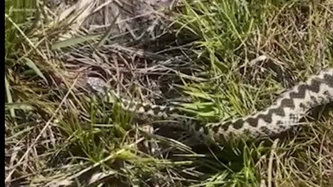 Britain's most venomous snake spotted near popular beauty spot