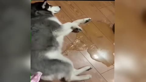 STOP Watching Boring Pet Videos and Discover the FUNNIEST Reactions Ever