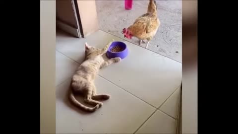 best-funniest-animals