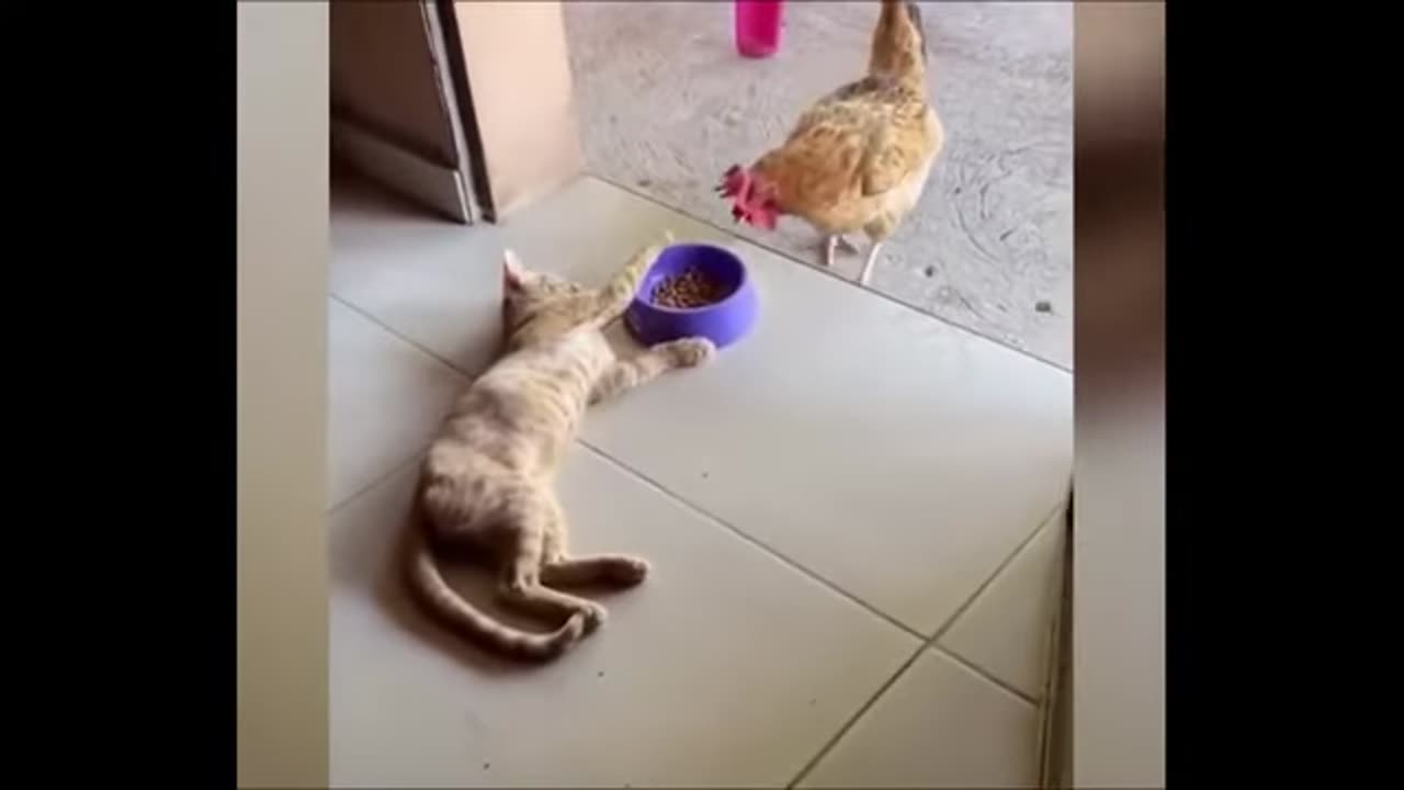 best-funniest-animals